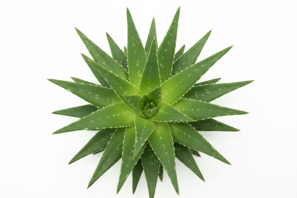 aloe vera on a white background
