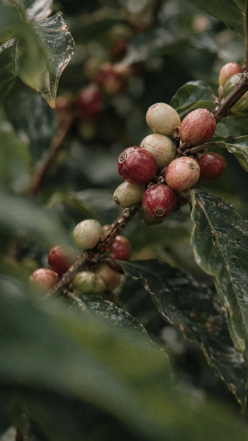 Caffeine + Vitamin C Energizing Hydrogel Eye Patches