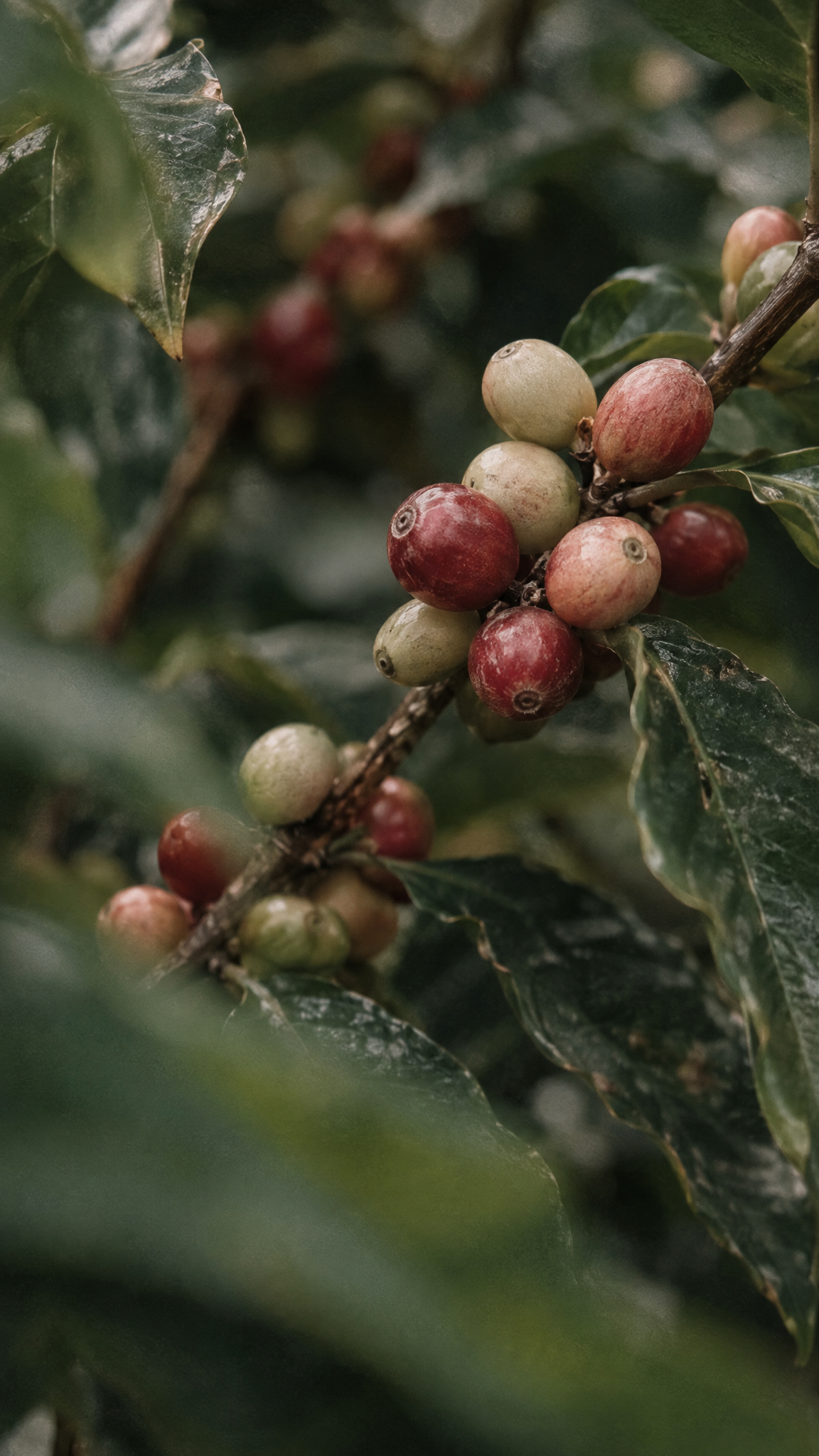 Caffeine + Vitamin C Energizing Hydrogel Eye Patches